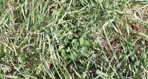 Consider legumes in cool season pasture