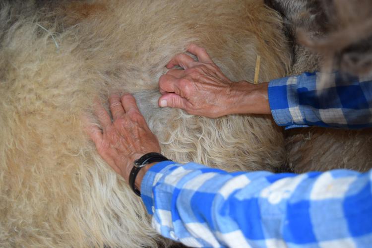 Fleece outer and inner coat color differences