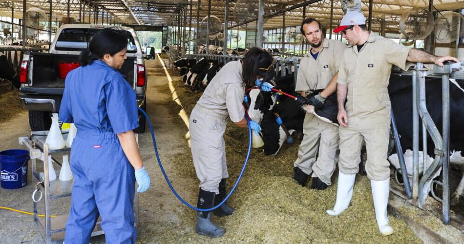 Rumen sample taken from cow