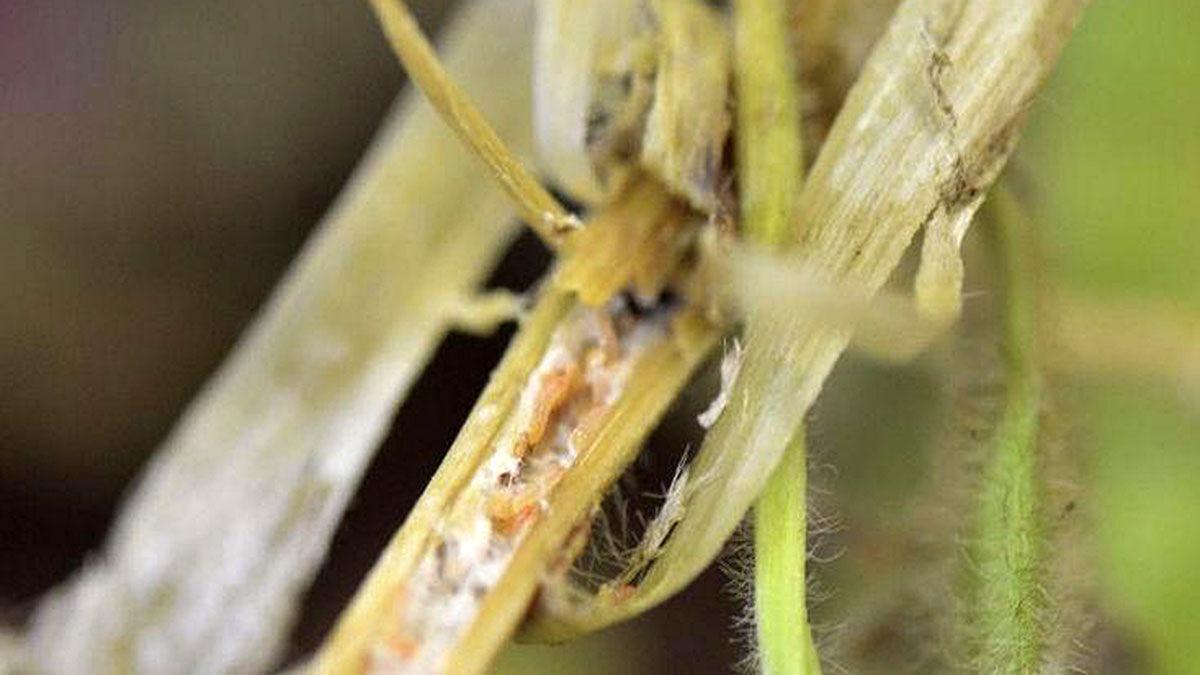 soybean gall midge