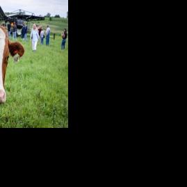Sunlit pastures supplement cows