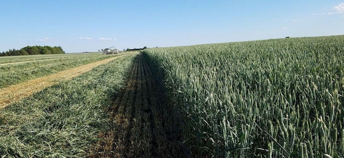 managing silage alternatives