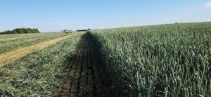 Sorghum silage an alternative to corn silage