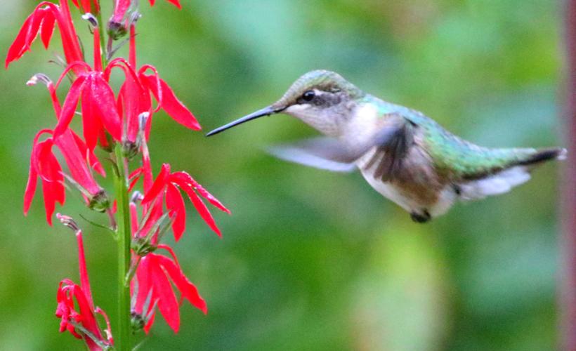 Hummingbird