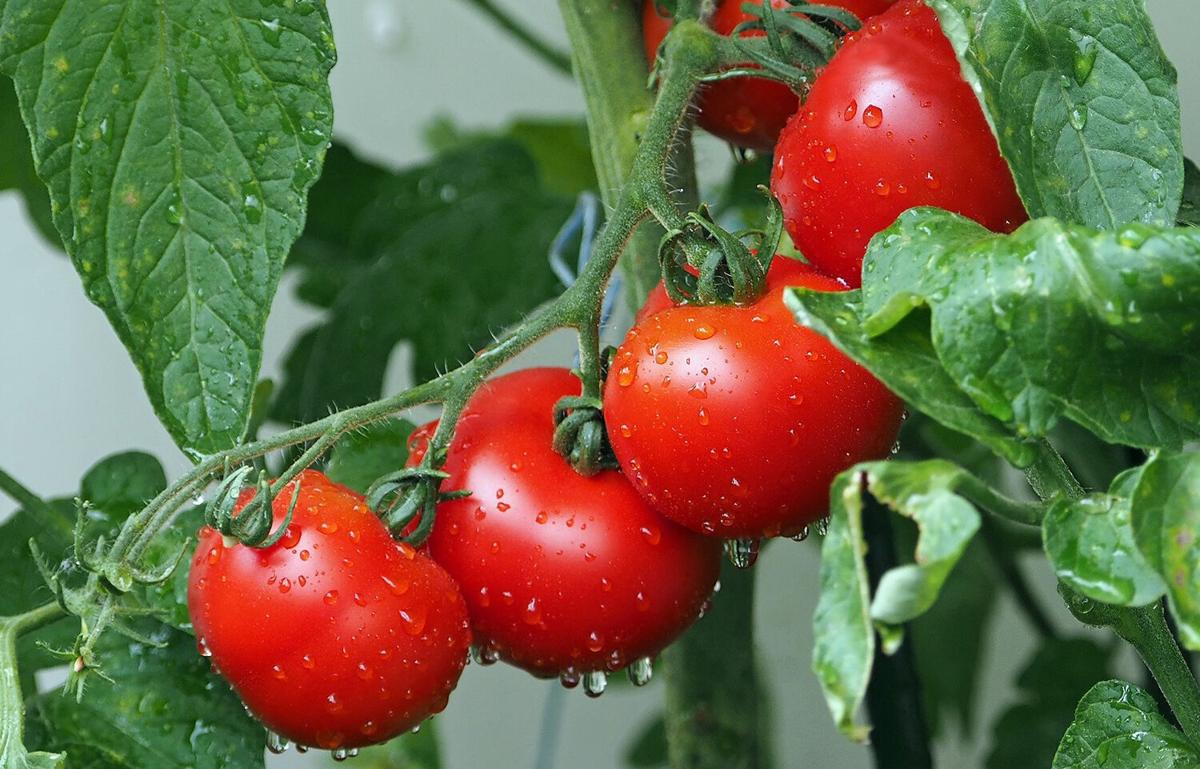 Tomatoes on vine