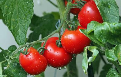 Tomatoes on vine