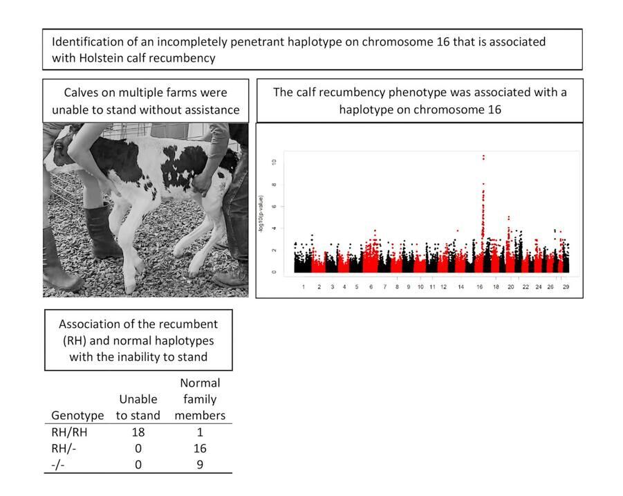 Study of weak calves