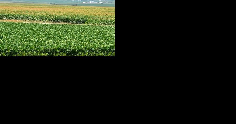 Soybean prices slide as demand remains slow - Vimarsana News