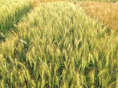 New Wheat Varieties Aim To Maximize Yield Potential Agriculture