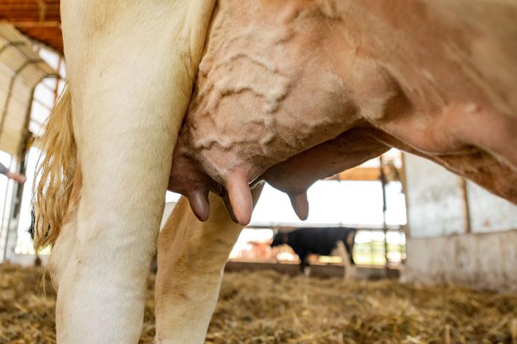 Cow udder