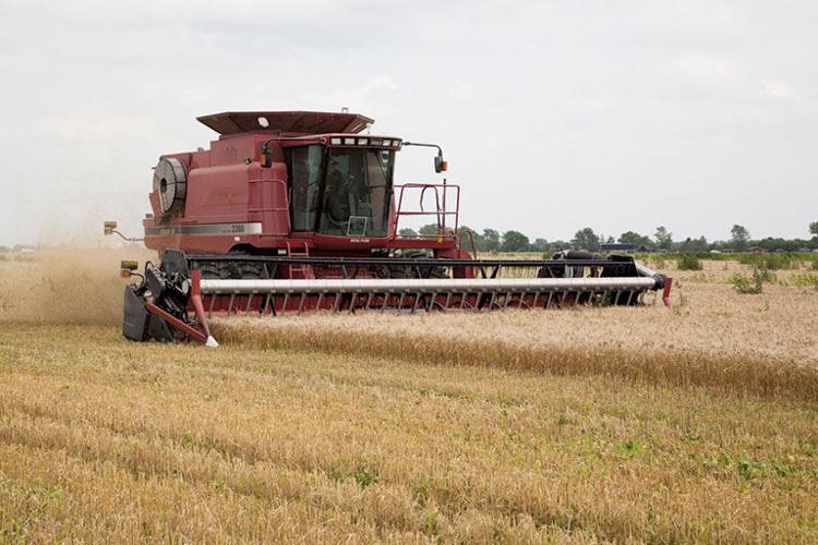 Erisman soft red winter wheat