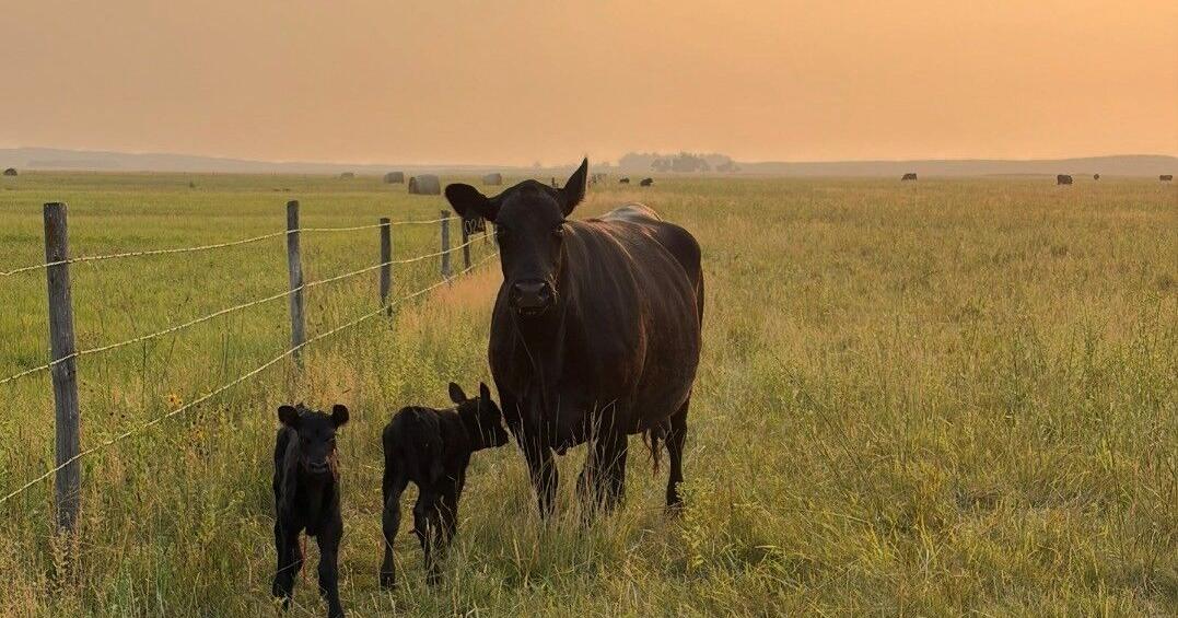 Cows on grain earlier than ever as drought takes toll on pastures