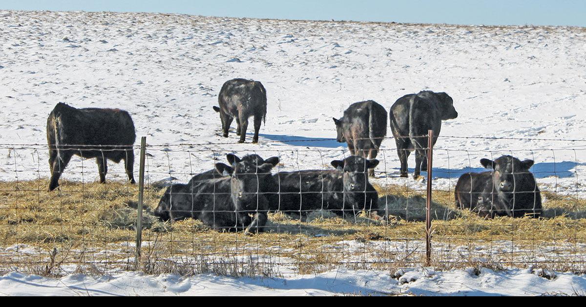 Cattle on feed numbers continue to decline