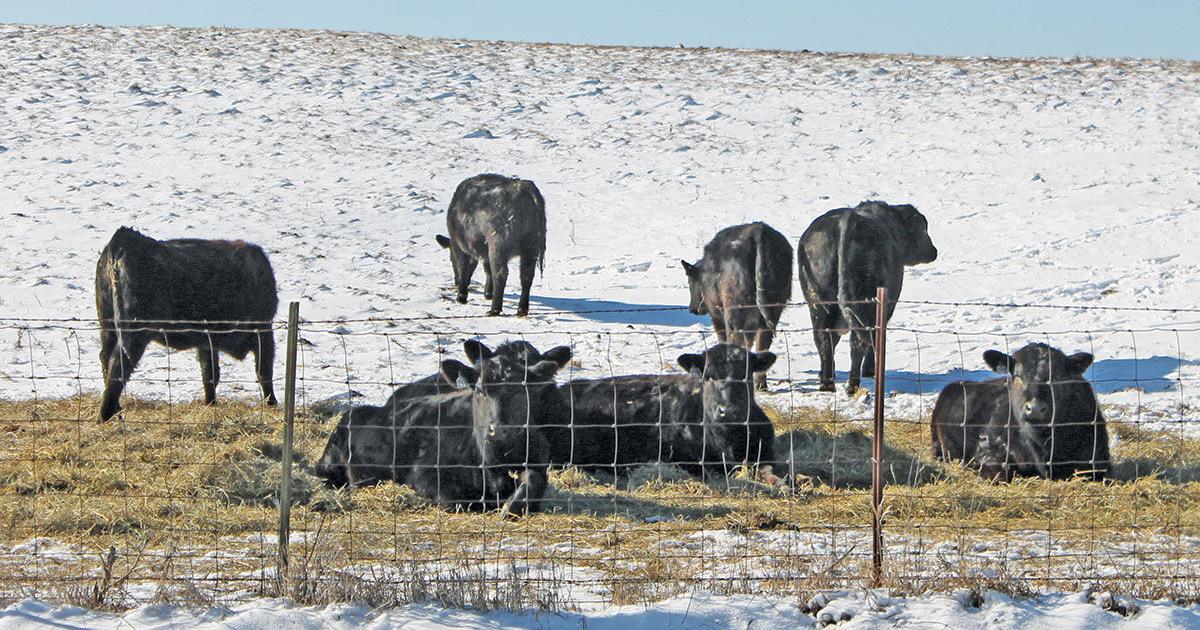 Cattle On Feed Numbers Continue To Decline cattle-on-feed-numbers-continue-to-decline