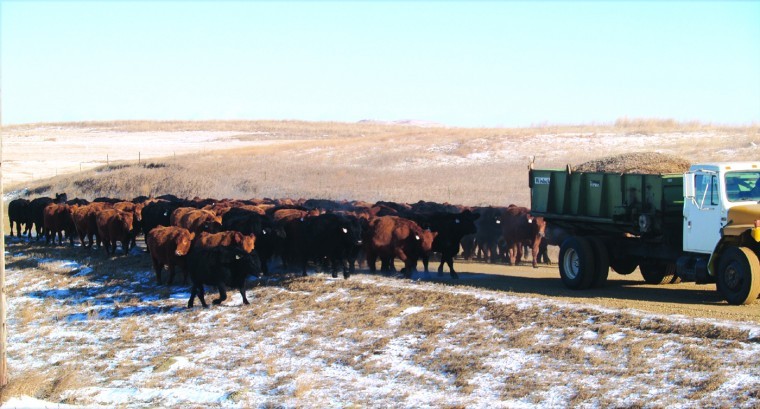 Herding Cattle