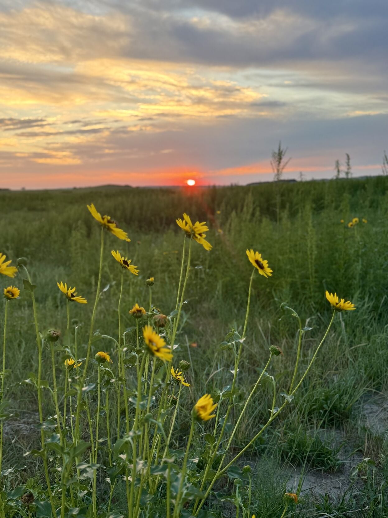 Sandhills Sunrise (1).jpeg