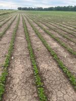 Haying goes quickly, crops struggle with lack of rain