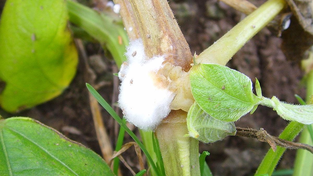 Sclerotinia sclerotiorum