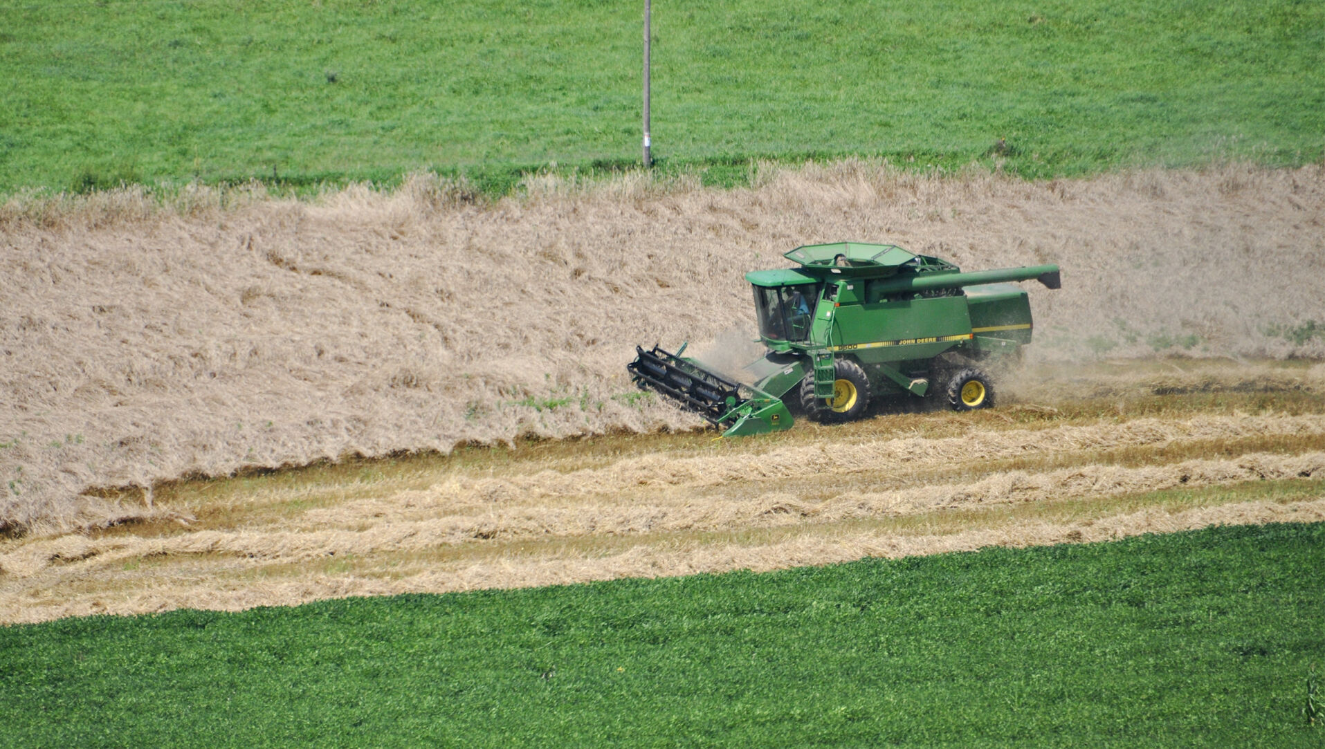 Rye harvest combine in field
