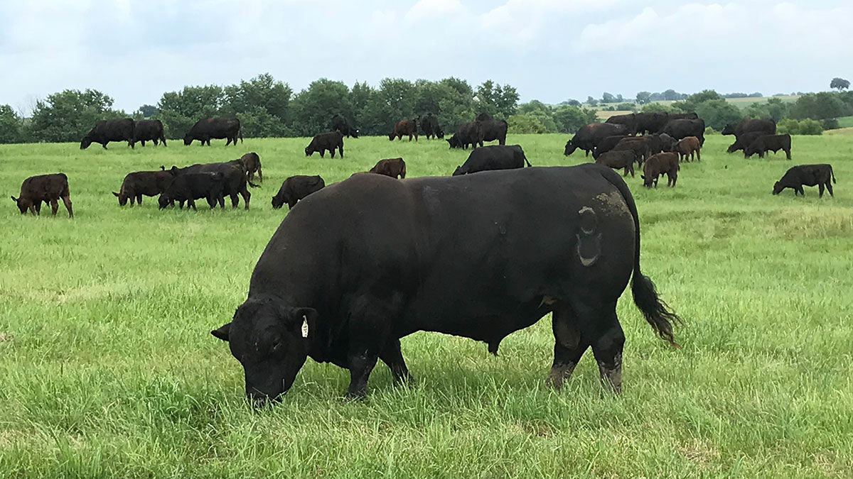 High Point Genetics bull photo
