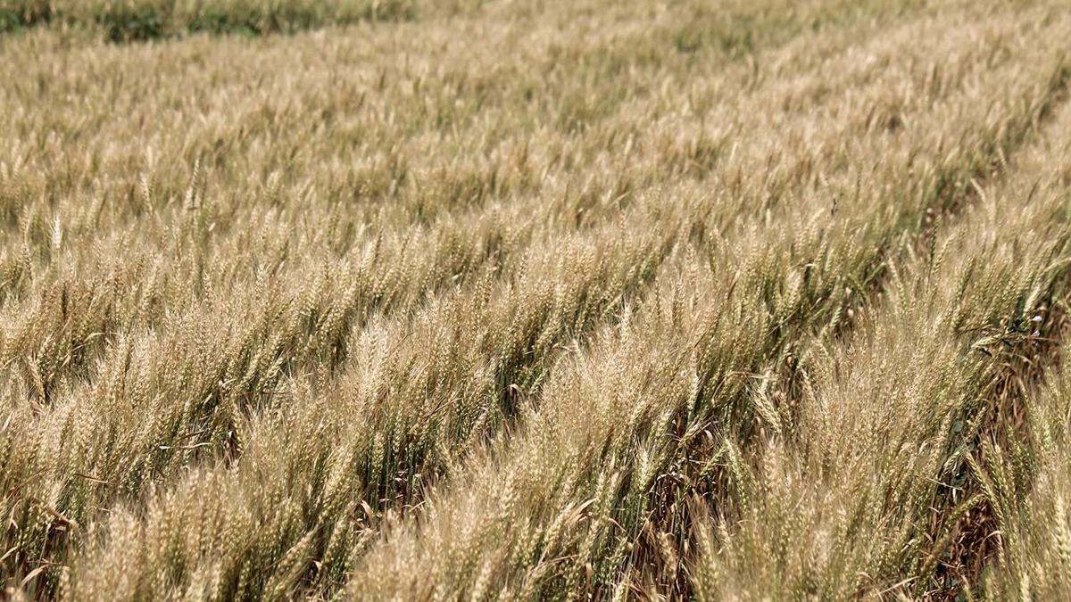 Wheat-field-IL