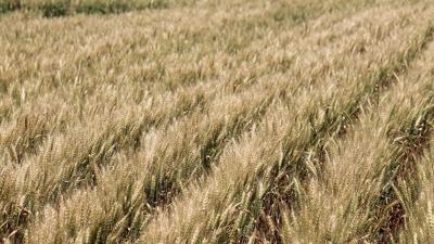 Wheat-field-IL