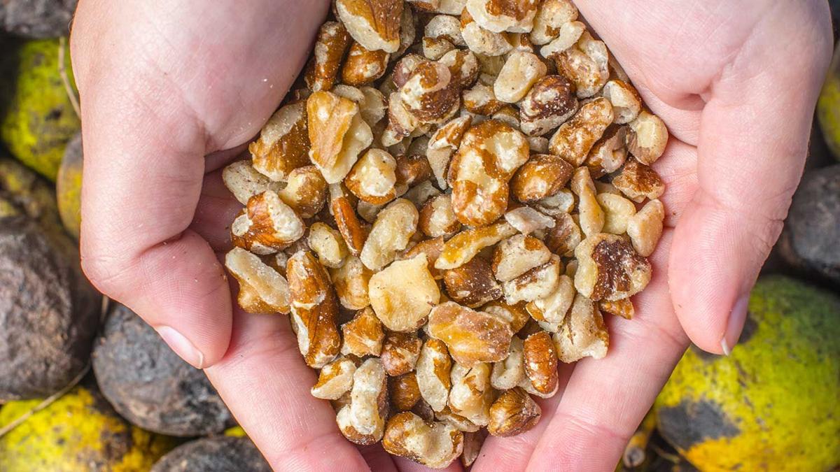 black-walnuts-in hand