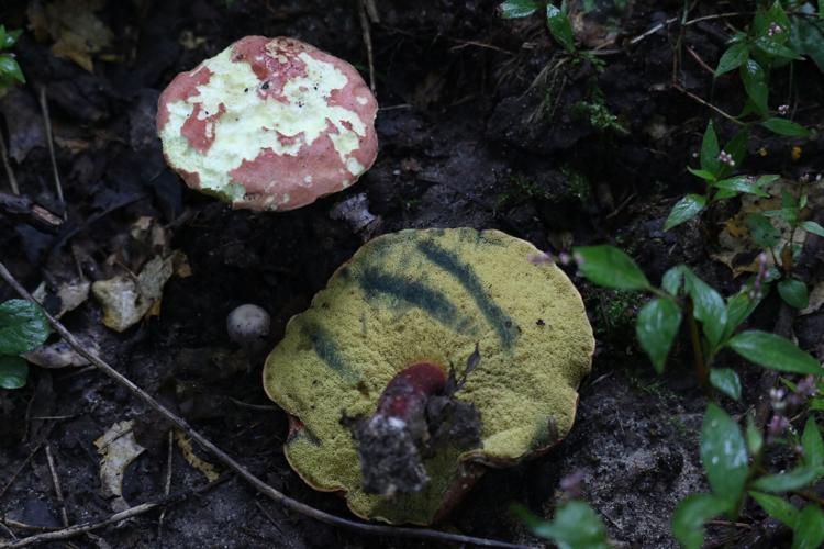 Mushrooms