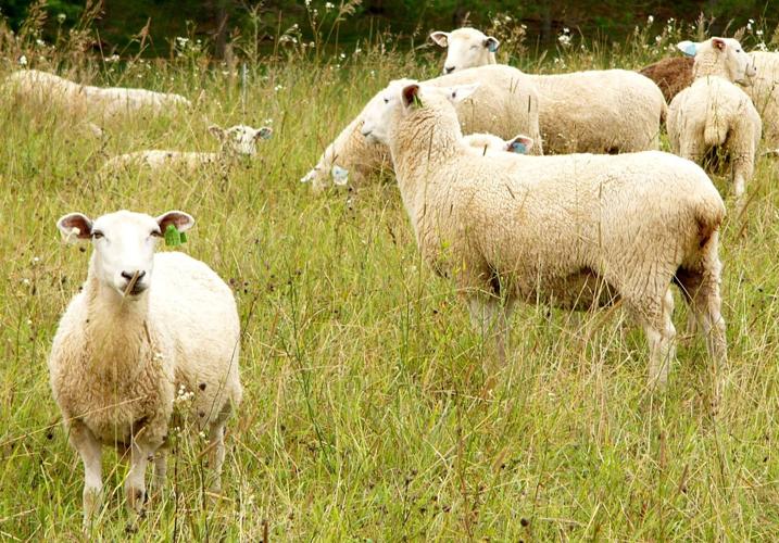 Coopworth dual-purpose breed