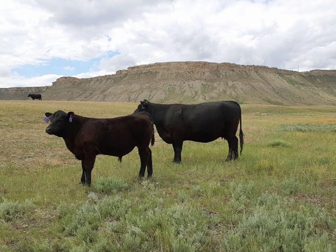 PS Cover: Cattle on the ranch