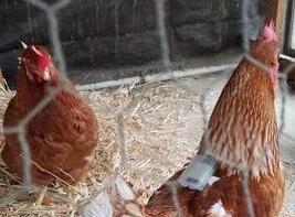 Fitbit for chickens