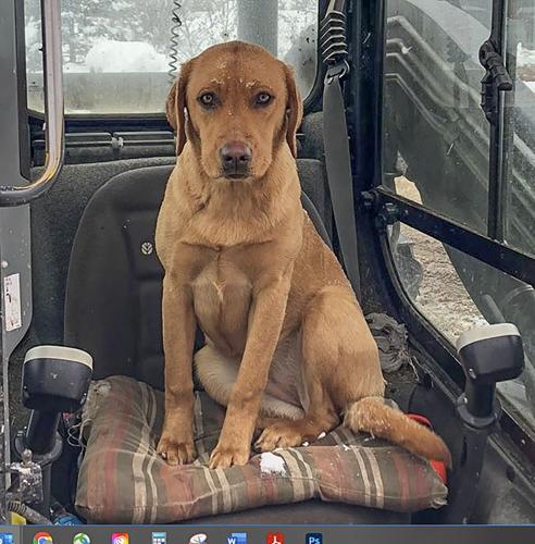 Candid Canine Corner