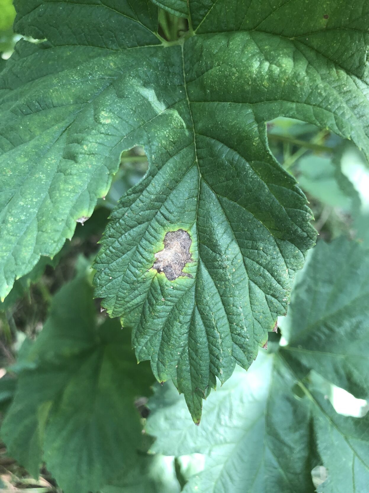 Hop diseases tackled in Michigan 