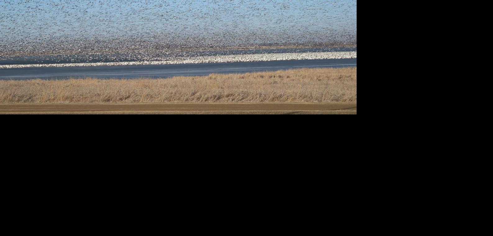 Snow Goose Migration