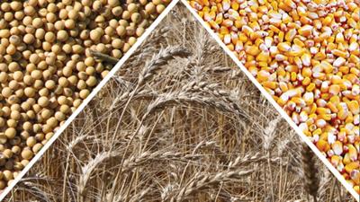 Wheat Beans and Corn triangle