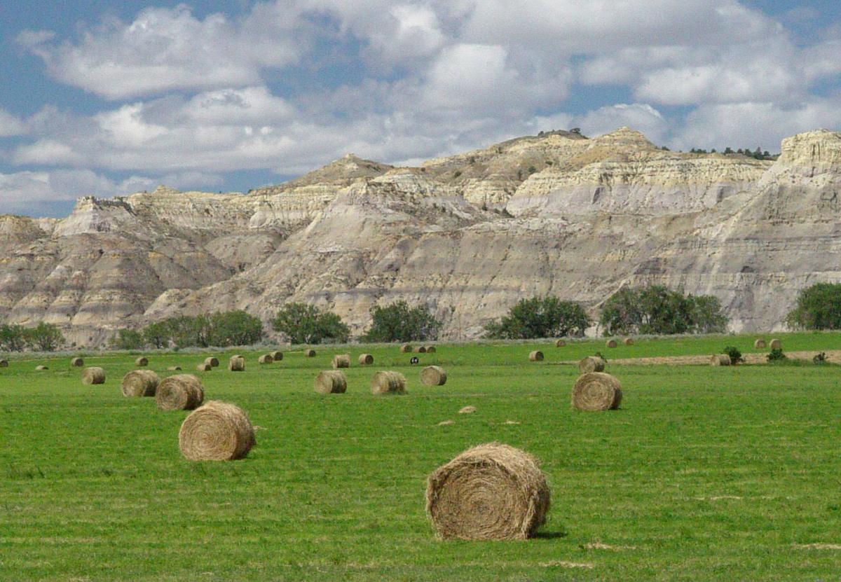 Hay