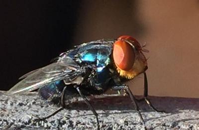 New World Screwworm flies are about the size of a common housefly (or slightly larger) with organge eyes, a metallic green or blue body and three dark stripes along its back.