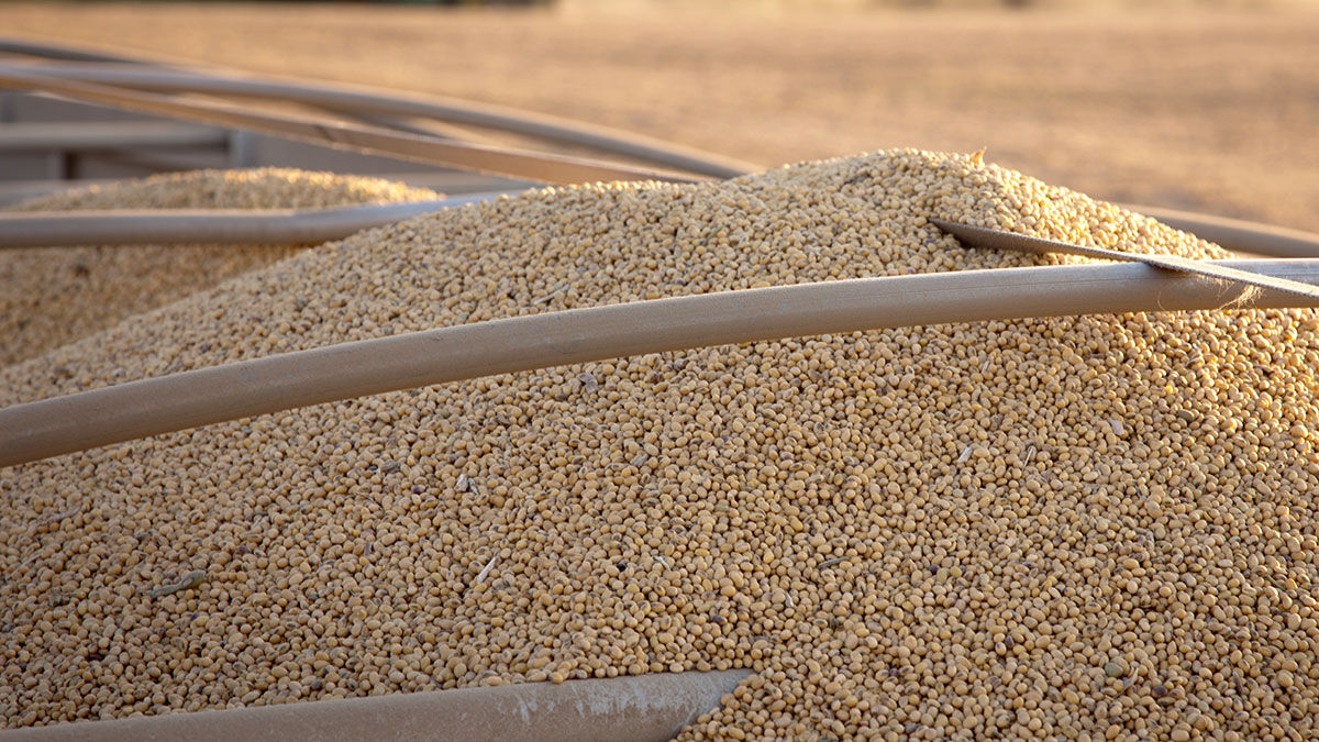 soybeans-for-transport