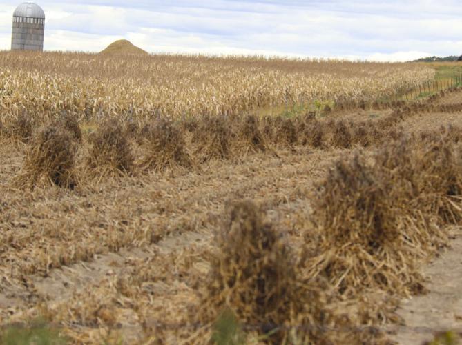 Amish shucks in field