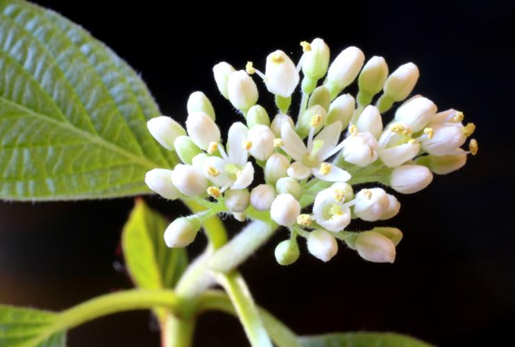 Dogwood