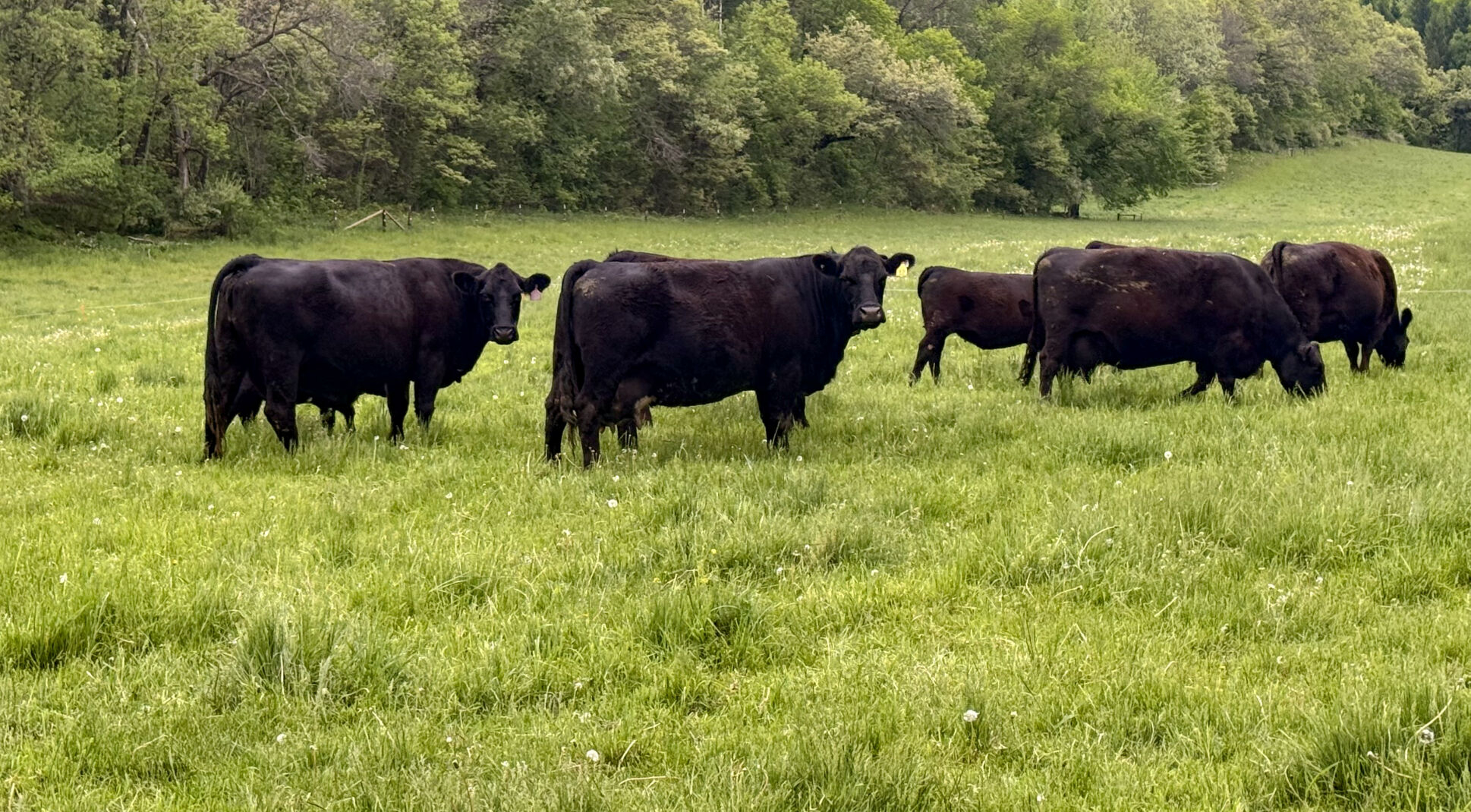 Beef cows