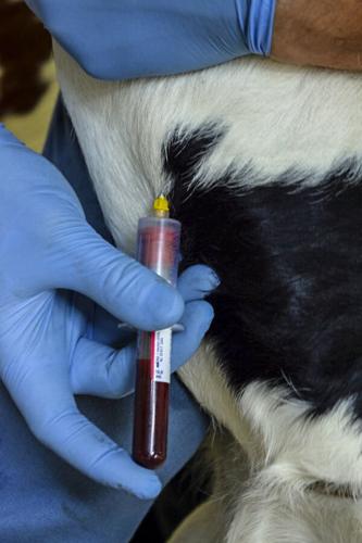 Blood sample collection