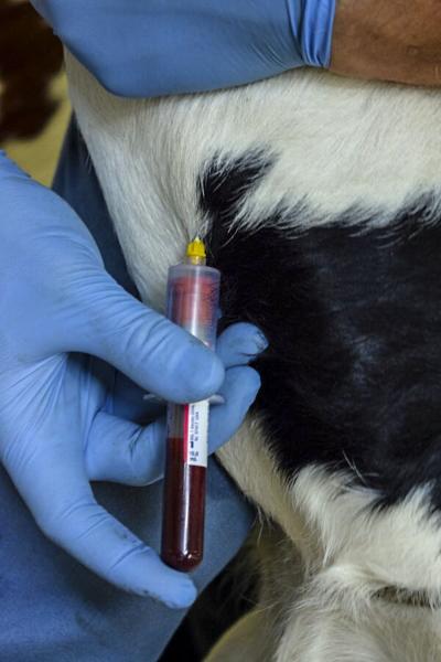 Blood sample collection