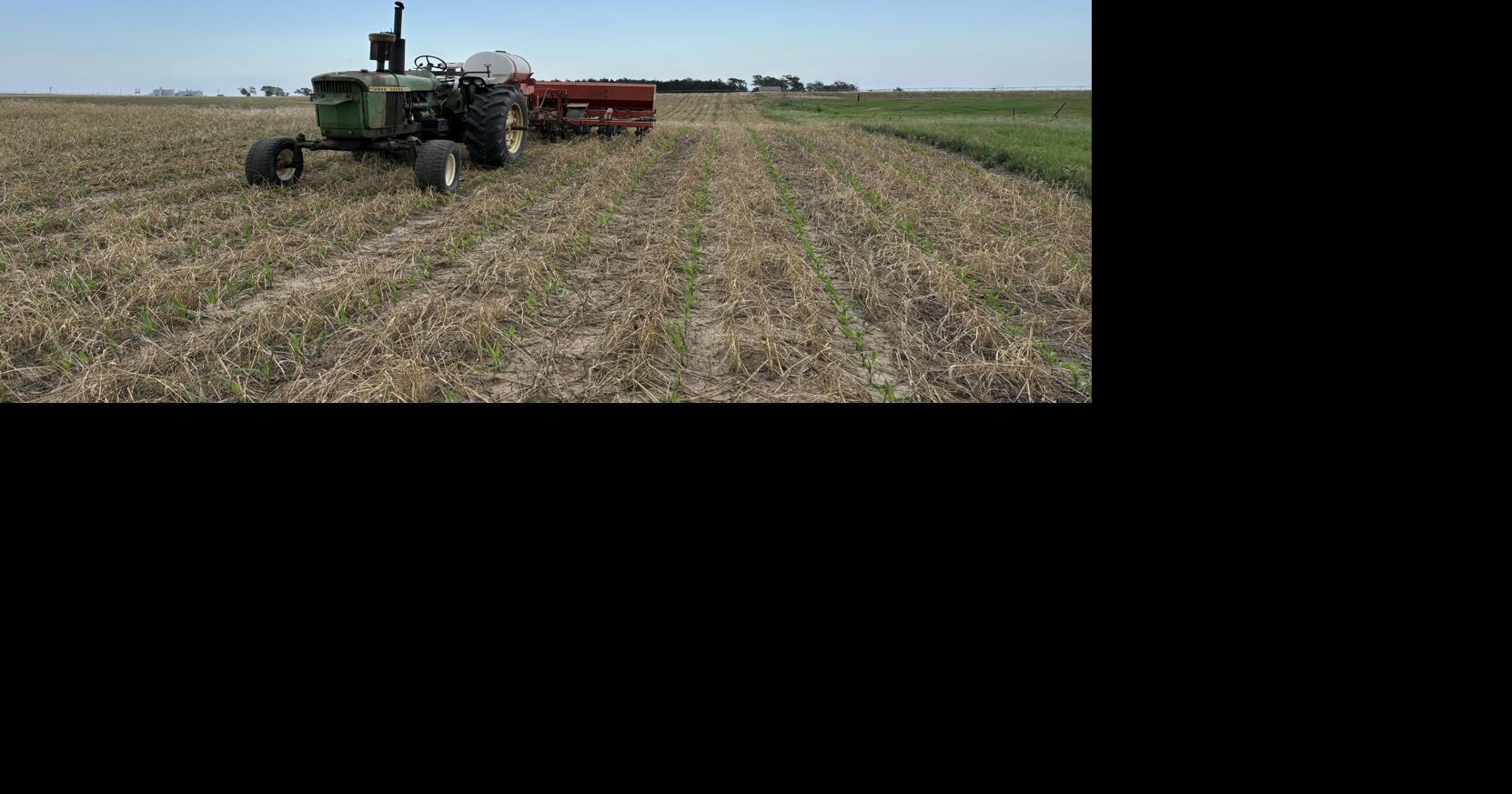 Finding the sweet spot for interseeding corn