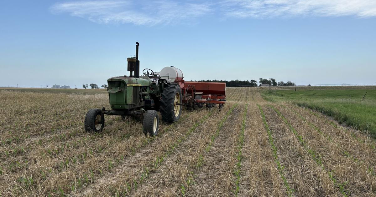 Finding the sweet spot for interseeding corn