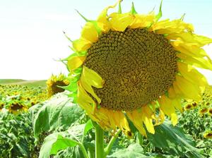 Sunflower crop developing, prices rising