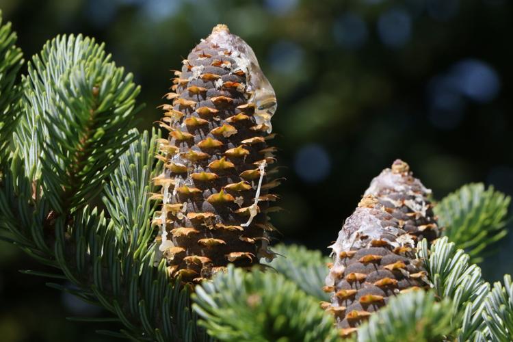 Pine cones