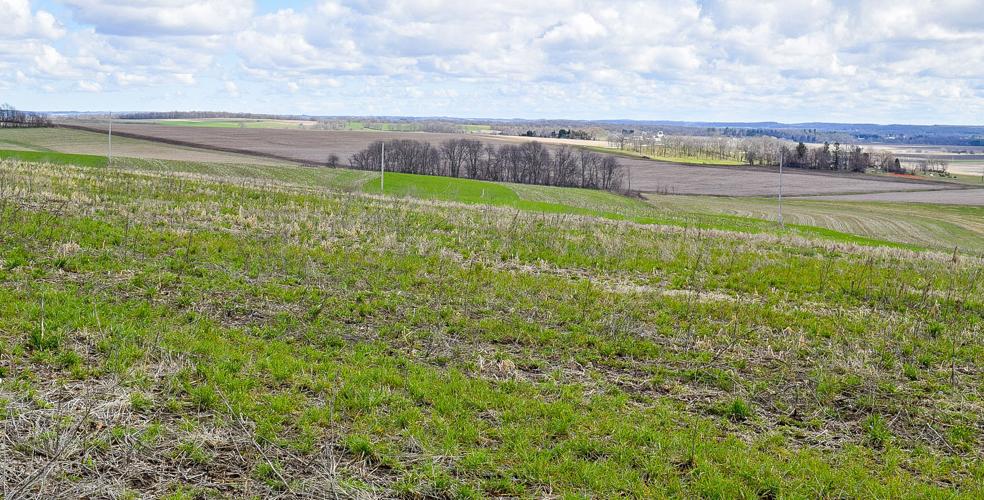 Cover crops on farm near Juda