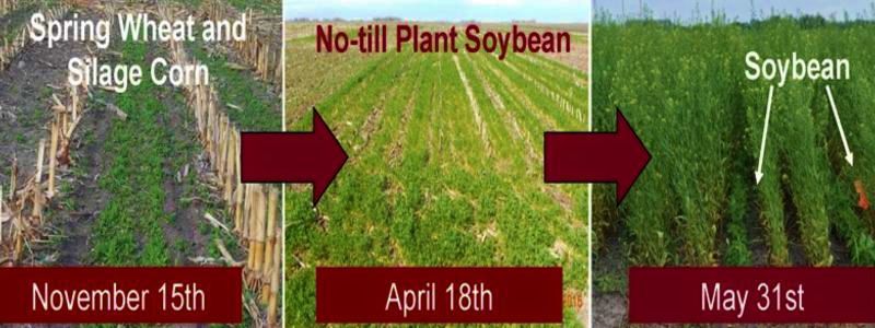 Relay-cropping system showing options with winter oilseeds