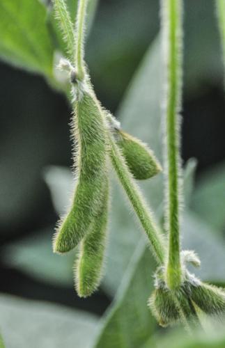 Bean pods